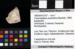 Foto (Objket + Etiketten) von Cracensigillatus acutirostris (Moericke, 1889) 